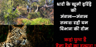 खूंखार हत्यारे तेंदुए की तलाश तेज, वन विभाग ने झोंकी पूरी ताकत