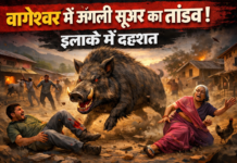 जंगली सुअर का तांडव! दो युवक लहूलुहान, हालत गंभीर; इलाके में दहशत जंगली सुअर का तांडव