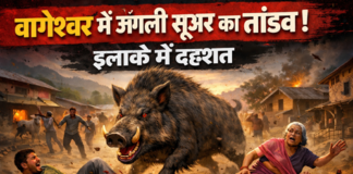 जंगली सुअर का तांडव