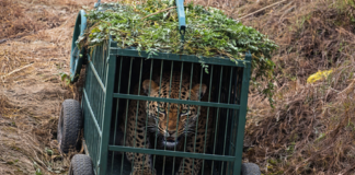 पिंजरे में गुलदार