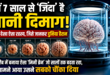 न शरीर, न इंसान फिर भी सालों तक विकसित होता रहा ‘मिनी ब्रेन’ न शरीर, न इंसान फिर भी सालों तक विकसित होता रहा ‘मिनी ब्रेन’