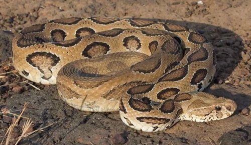 रसेल वाइपर (Russell's Viper