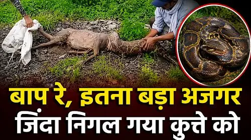 बिग न्यूज : 15 फीट लंबा अजगर निगल गया डॉग, नजारा देख उड़े होश