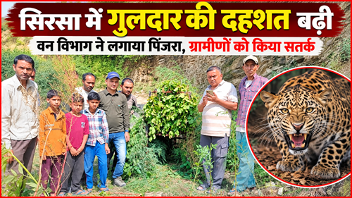 सिरसा में गुलदार की बढ़ी दहशत, वन विभाग ने लगाया पिंजरा