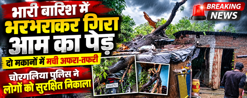 भारी बारिश में भरभराकर गिरा आम का पेड़, दो मकानों में मची अफरा-तफरी