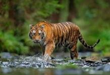 जमरानी बांध: विकास की कीमत कहीं बाघों का रास्ता तो नहीं ? जमरानी बांध: विकास की कीमत कहीं बाघों का रास्ता तो नहीं ?