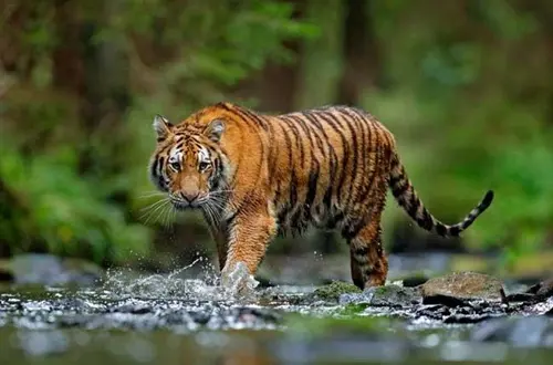TIGER जमरानी बांध: विकास की कीमत कहीं बाघों का रास्ता तो नहीं ?