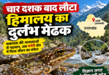 चार दशक बाद लौटा हिमालय का दुर्लभ मेंढक, लेकिन क्या बचा पाएंगे हम उसका घर? चार दशक बाद लौटा हिमालय का दुर्लभ मेंढक, लेकिन क्या बचा पाएंगे हम उसका घर?