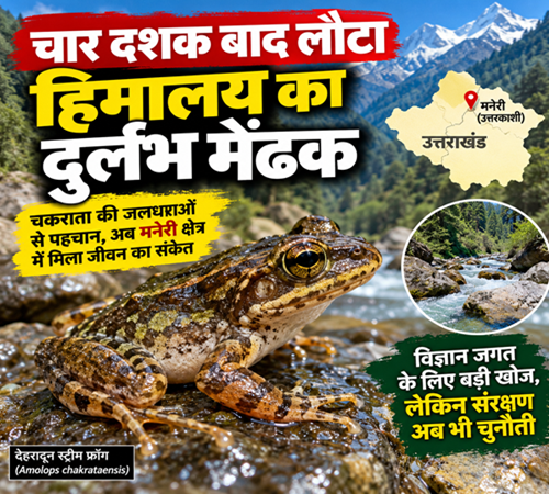 चार दशक बाद लौटा हिमालय का दुर्लभ मेंढक, लेकिन क्या बचा पाएंगे हम उसका घर?
