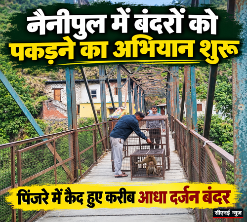 monkey rescue नैनीपुल : कटखने बंदरों के आतंक से मिलेगी निजात