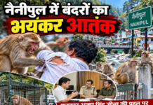 नैनीपुल में बंदरों का भयंकर आतंक, कमीज तक फाड़ डाली नैनीपुल में बंदरों का भयंकर आतंक, कमीज तक फाड़ डाली