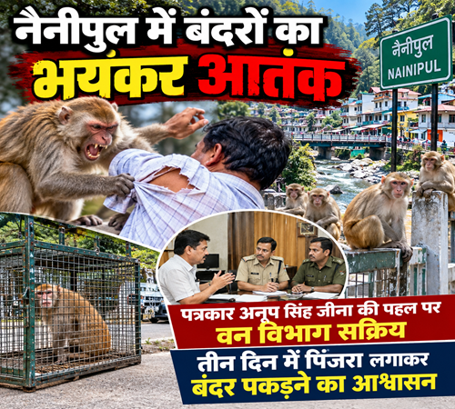 नैनीपुल में बंदरों का भयंकर आतंक, कमीज तक फाड़ डाली