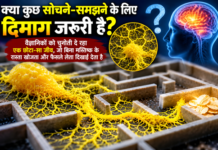 क्या कुछ सोचने-समझने के लिए दिमाग जरूरी है? क्या कुछ सोचने-समझने के लिए दिमाग जरूरी है?